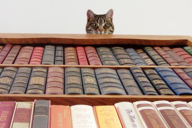 catbook